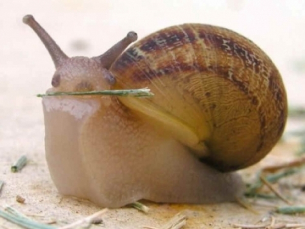 PlayStation 5 success tiggered by internet issues