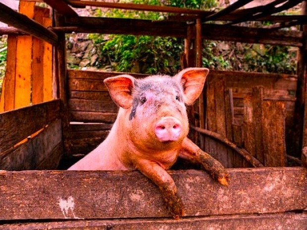 eBay of Pigs scandal