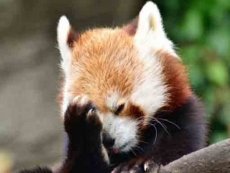 Apple's Siri starts telling jokes